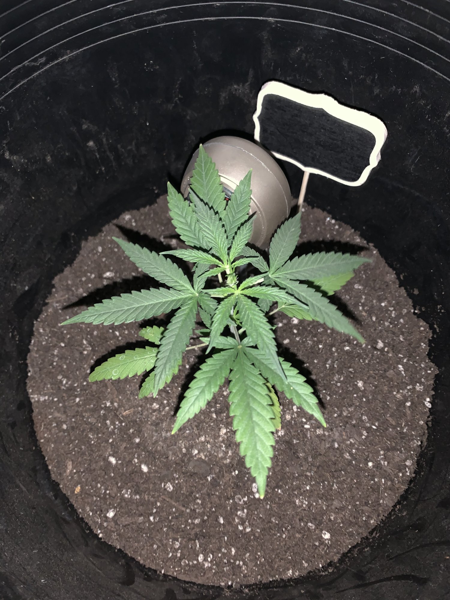 Unknown strain named her appa