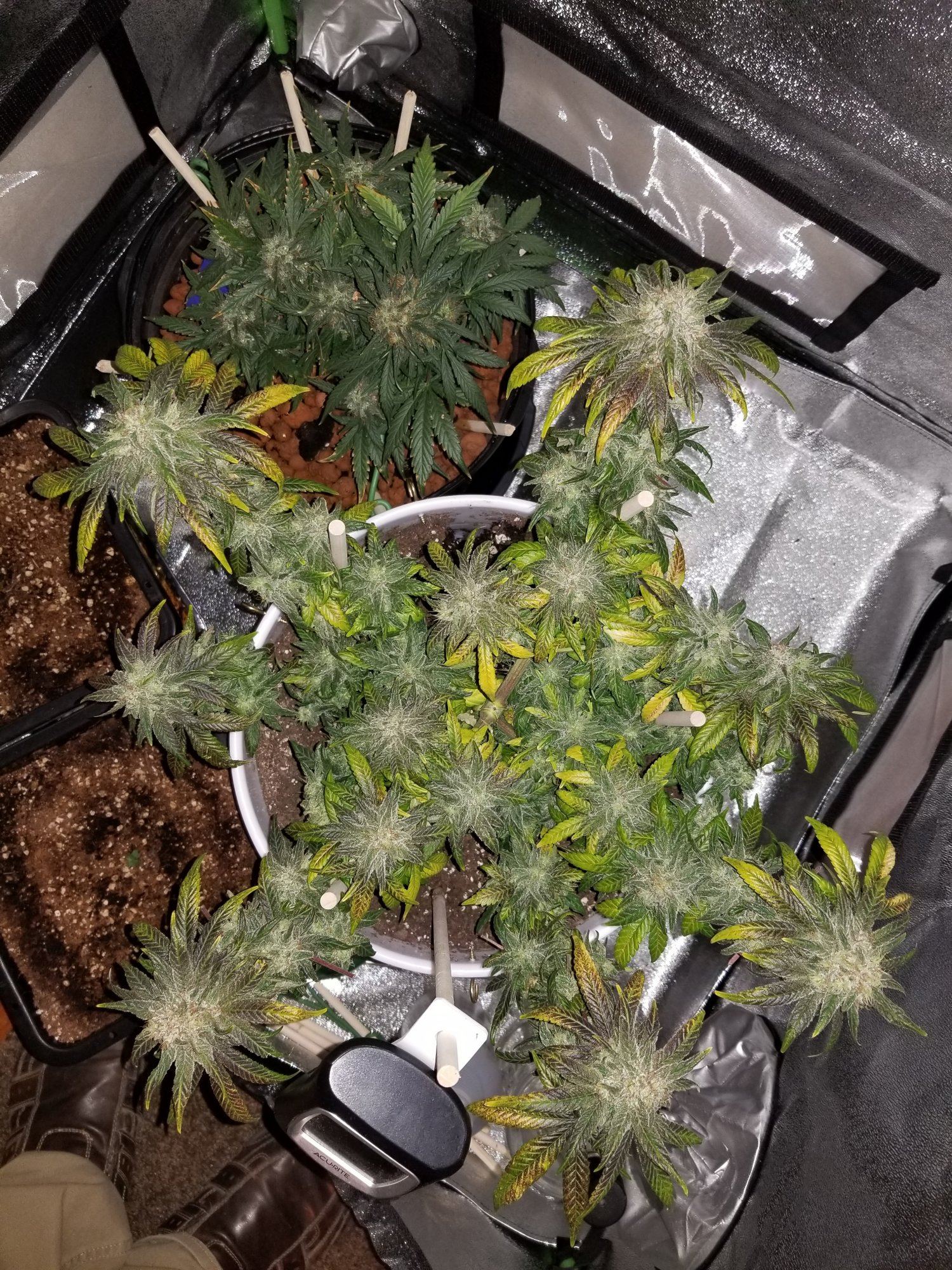 Unknown strain producing genetic foxtails 2