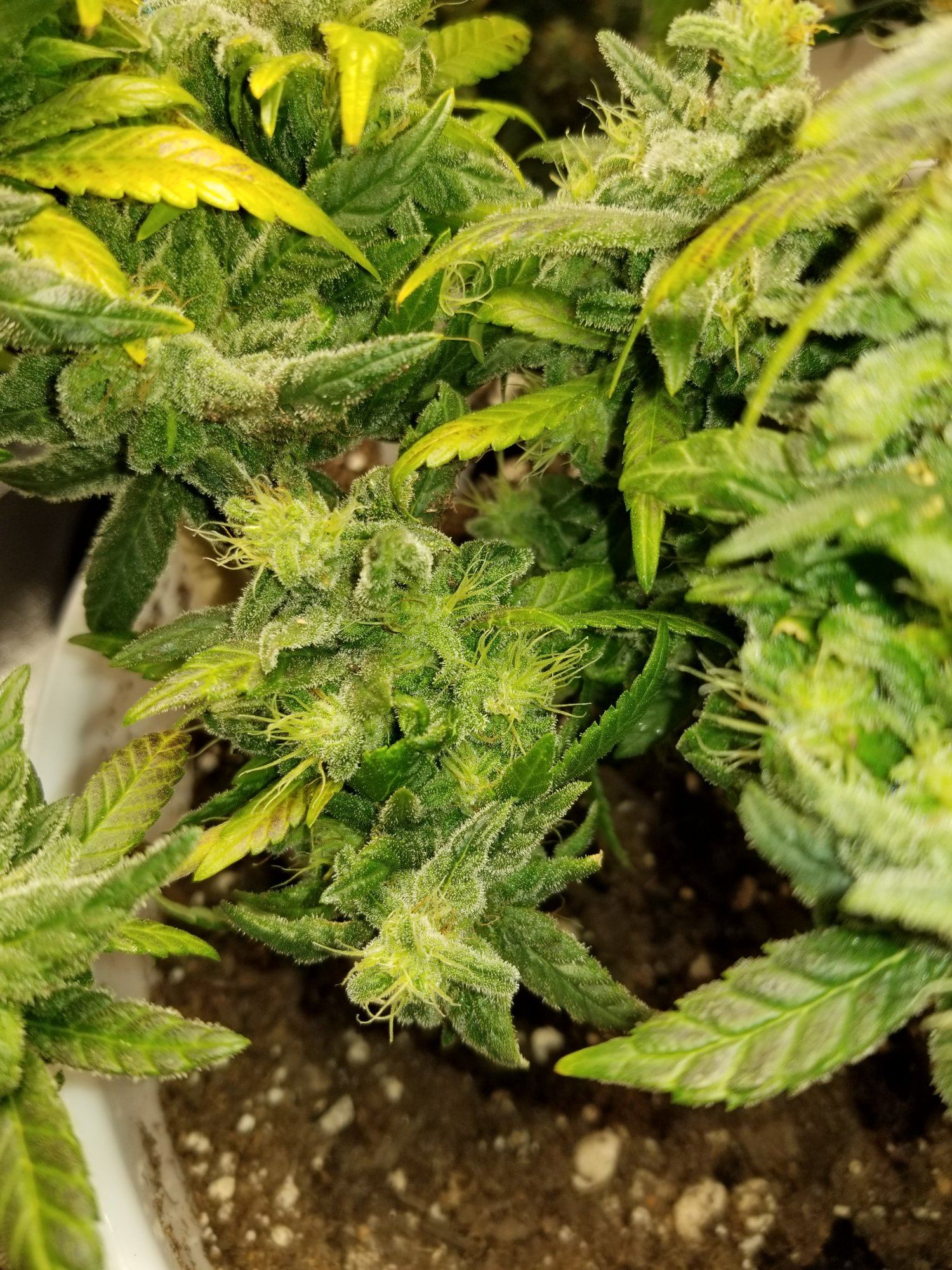 Unknown strain producing genetic foxtails 3