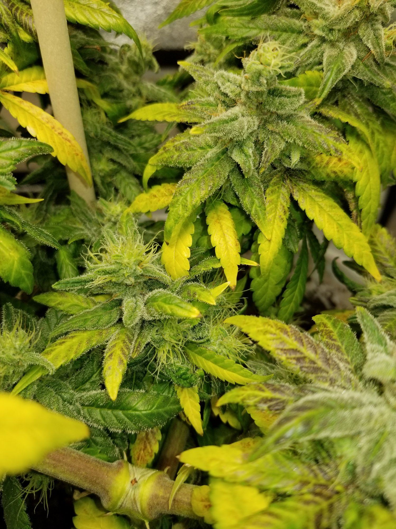 Unknown strain producing genetic foxtails 4