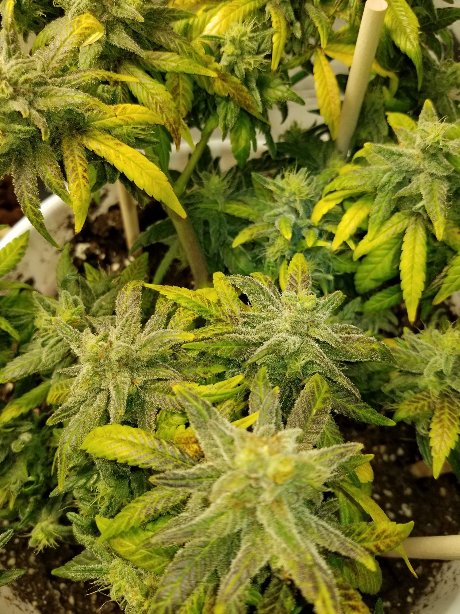 Unknown strain producing genetic foxtails 5