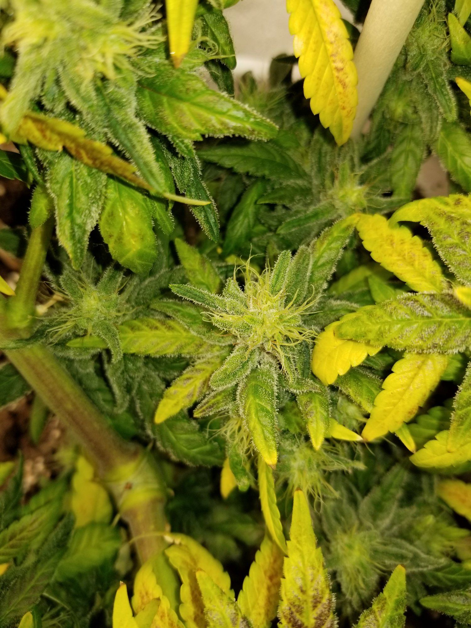 Unknown strain producing genetic foxtails 6