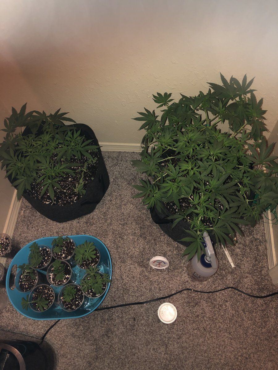 Unknown strains with cheap chinese leds diary