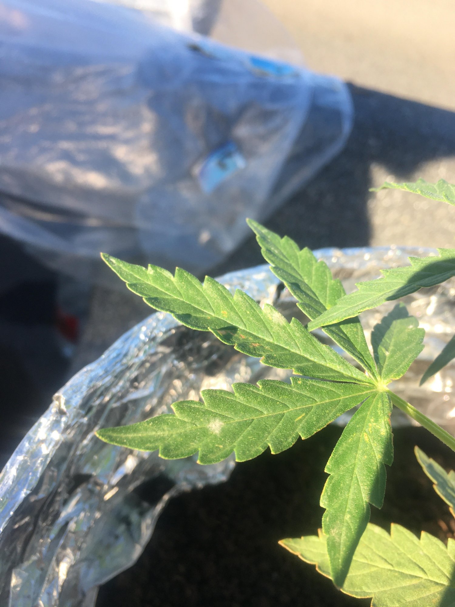 Unnamed 1