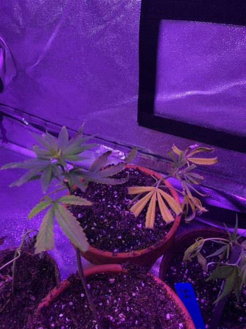 Unsafe to transplant is this nute burn or what 9 plants 3 dead 2 looking weak 6