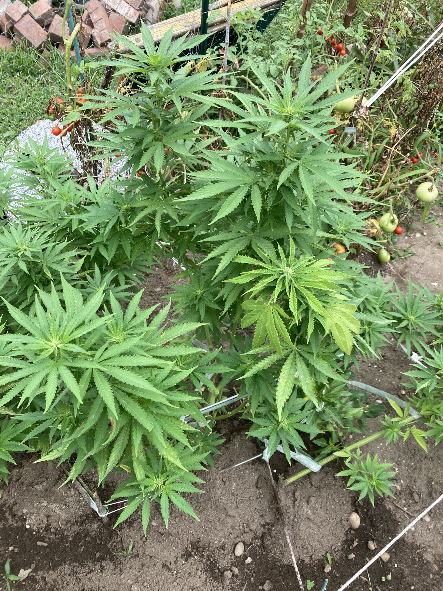 Unsure of nutrient burn or possible other issue outdoors first grow 2