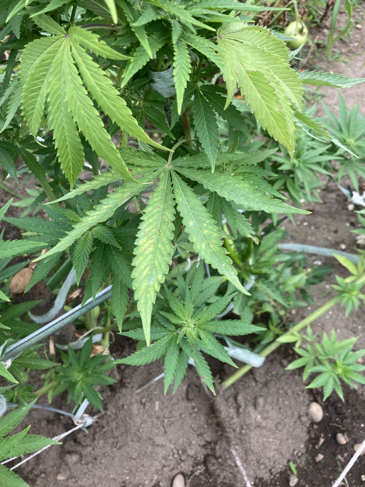 Unsure of nutrient burn or possible other issue outdoors first grow 3