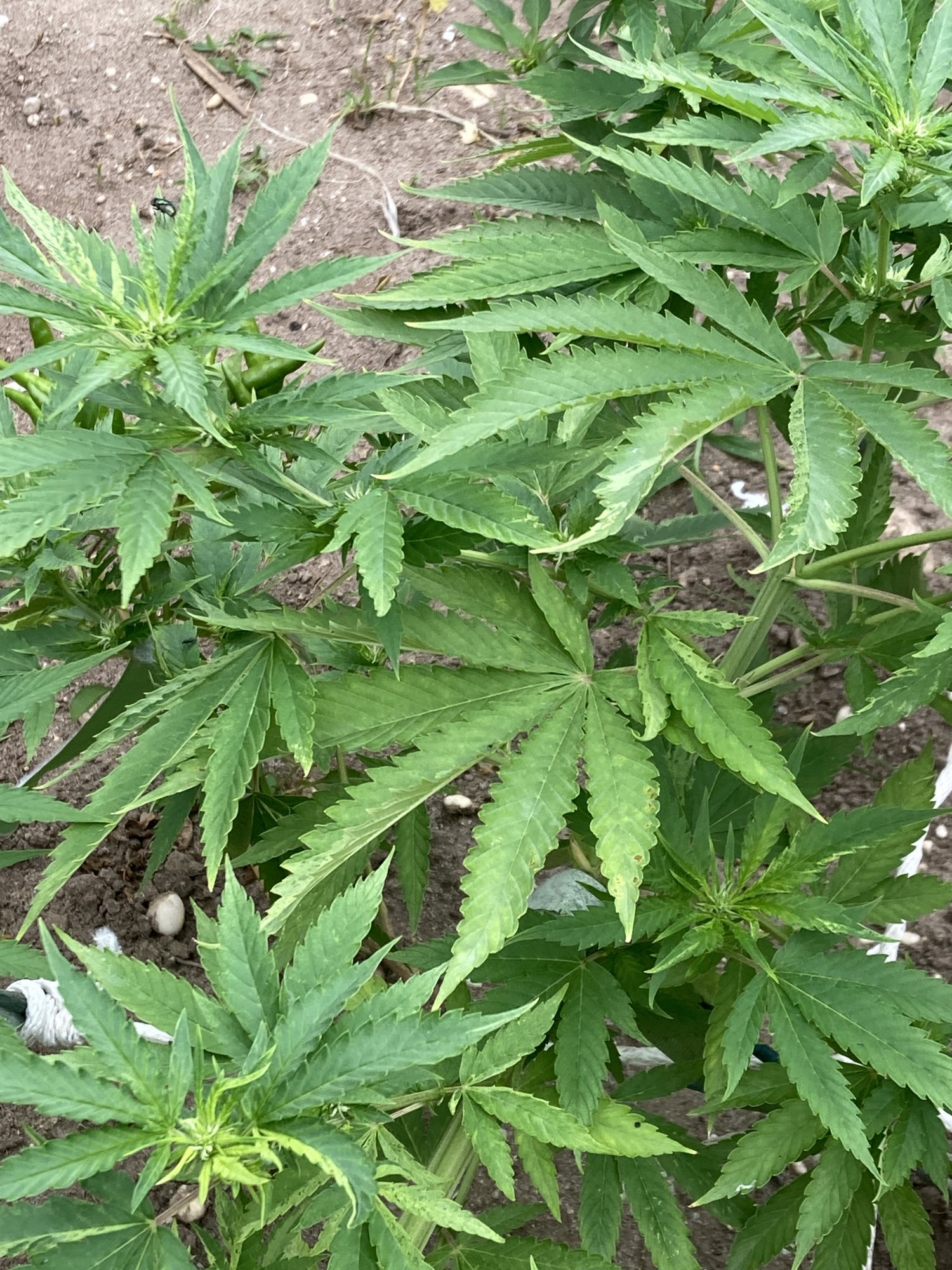 Unsure of nutrient burn or possible other issue outdoors first grow 4