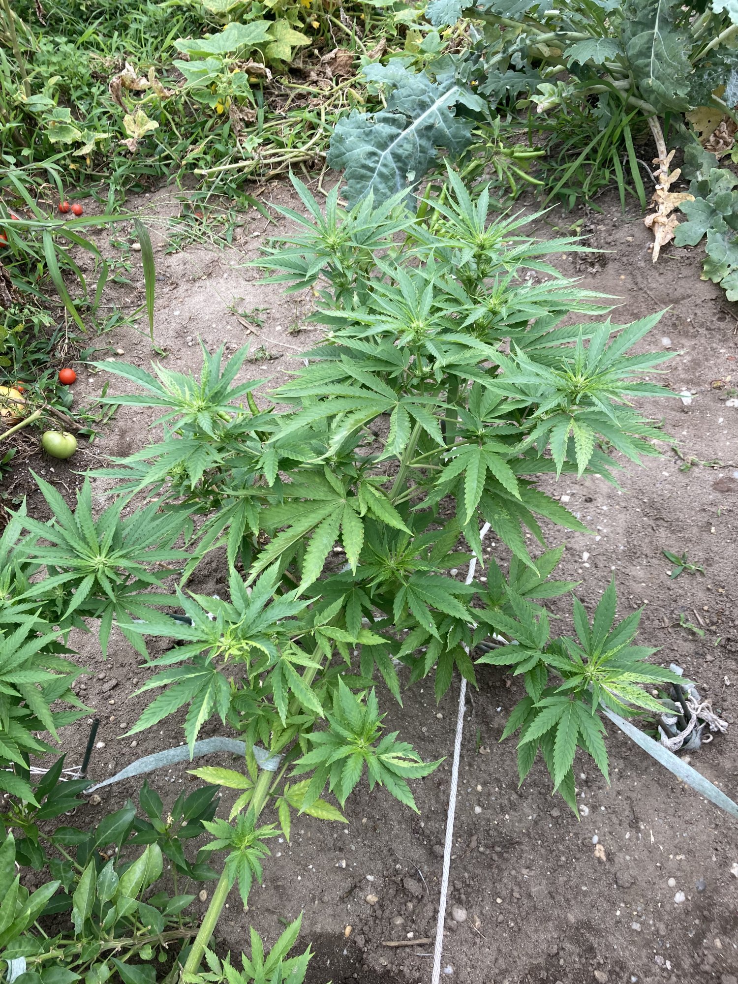 Unsure of nutrient burn or possible other issue outdoors first grow