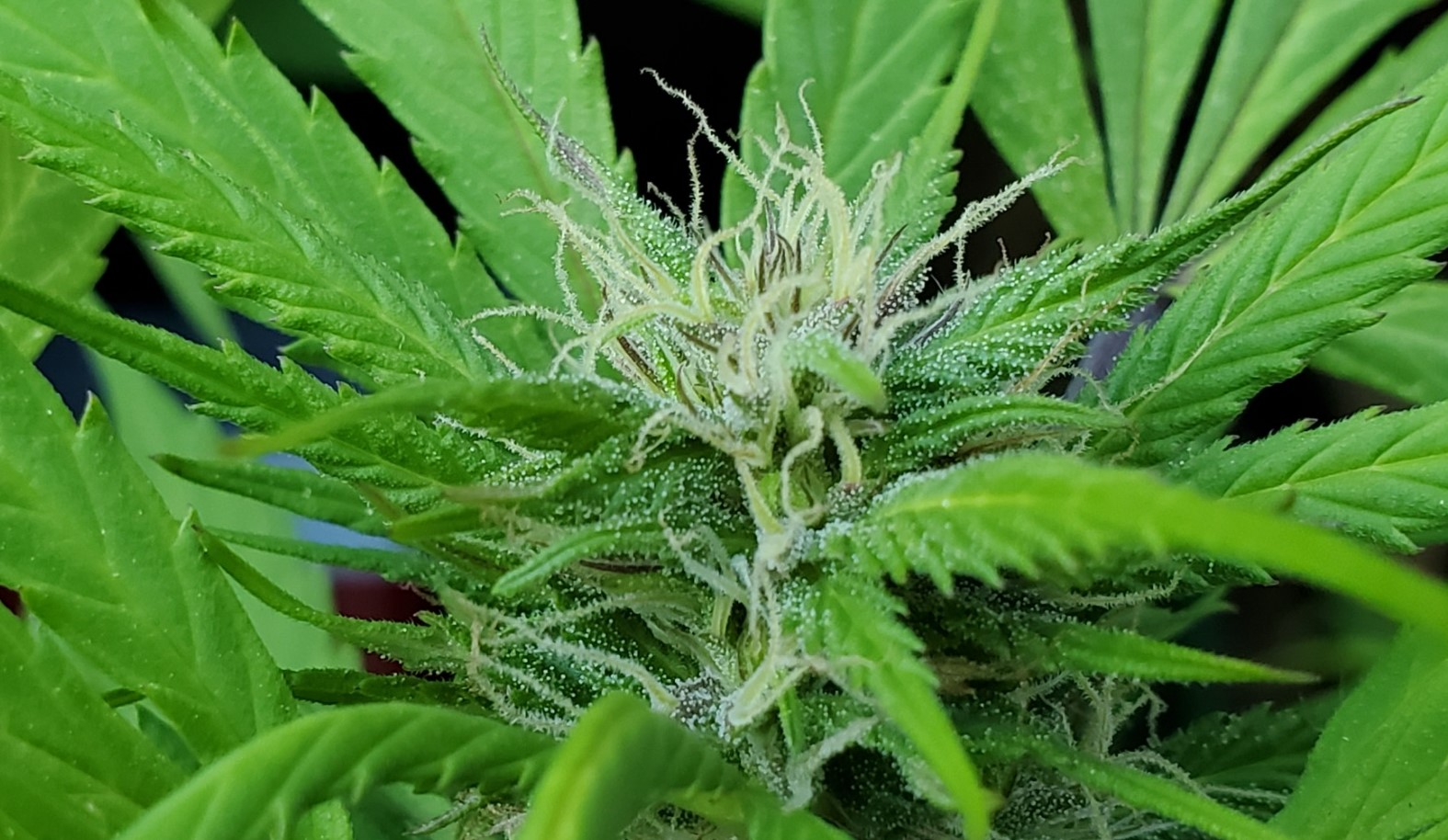 Untitlednug
