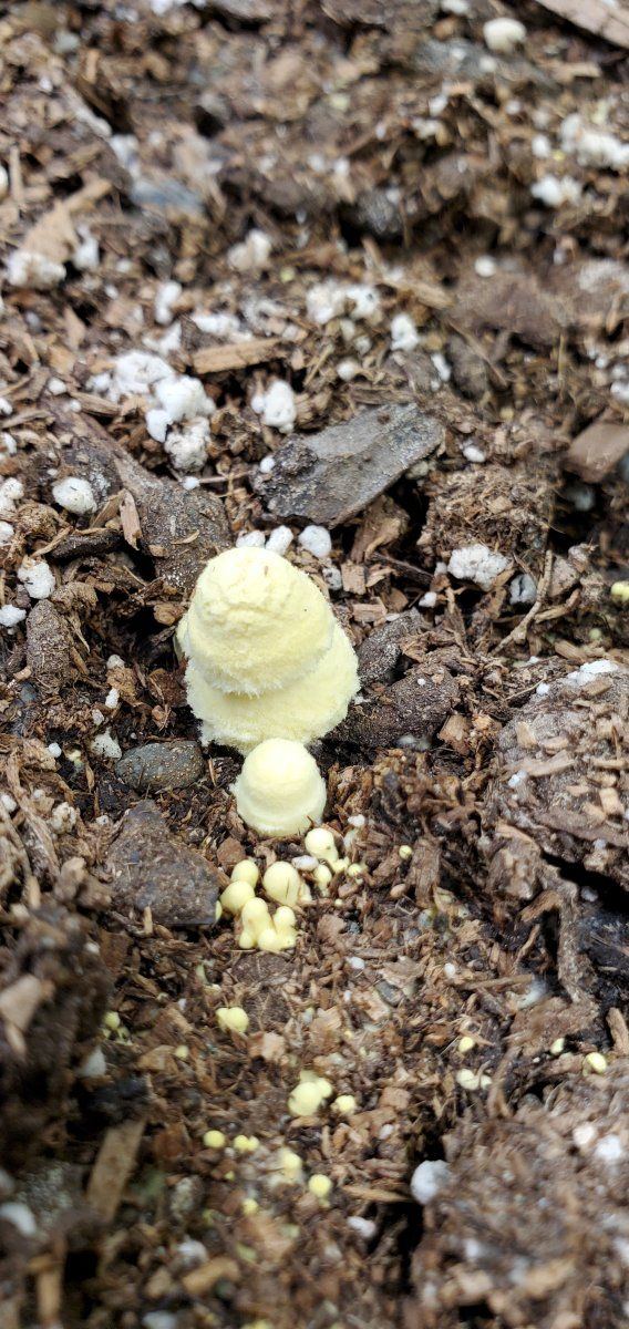 Unusual growths in my soil