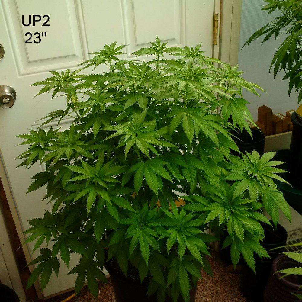 UP2 23