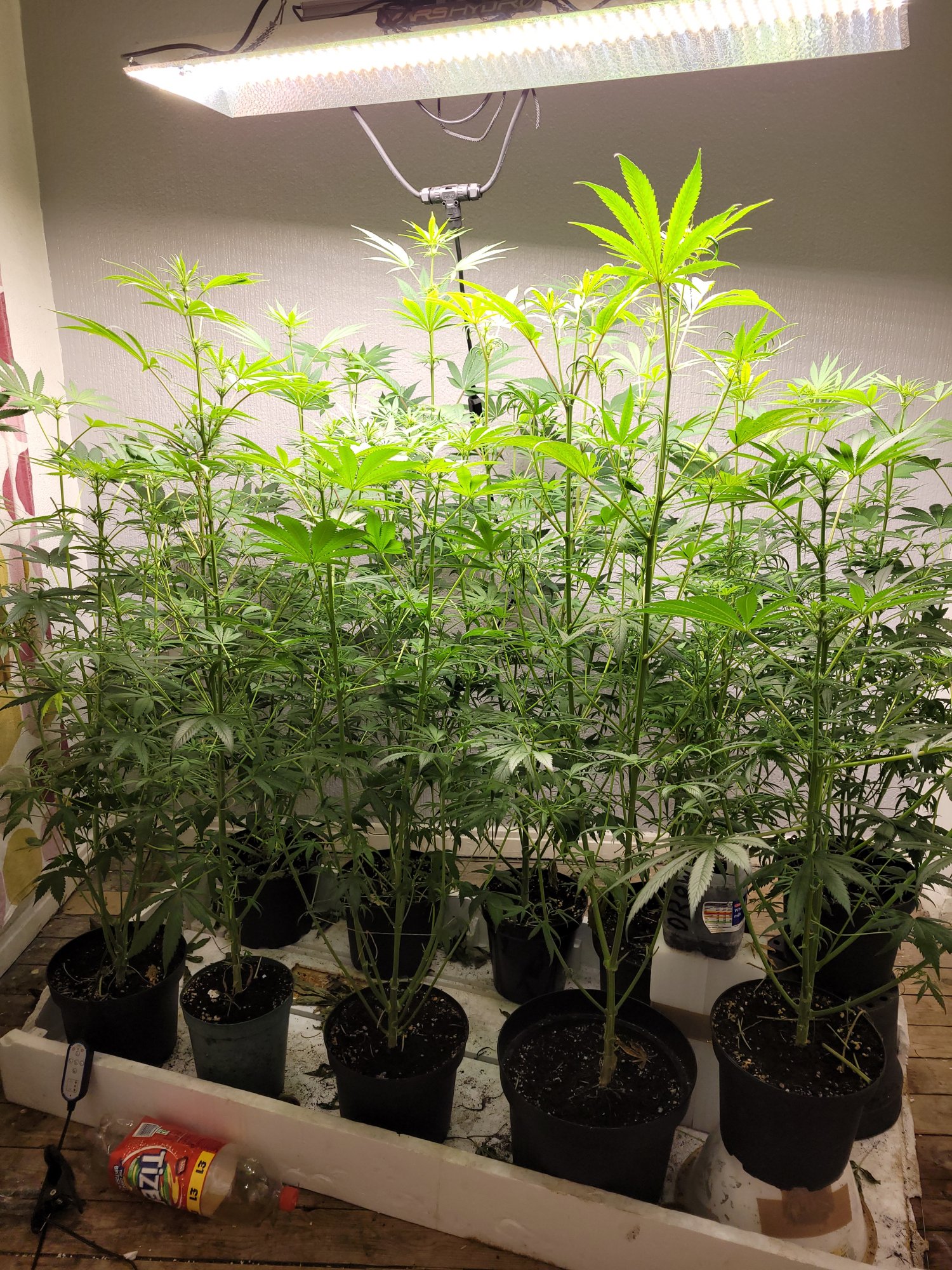 Update   ak47  day 90  autos stretched up