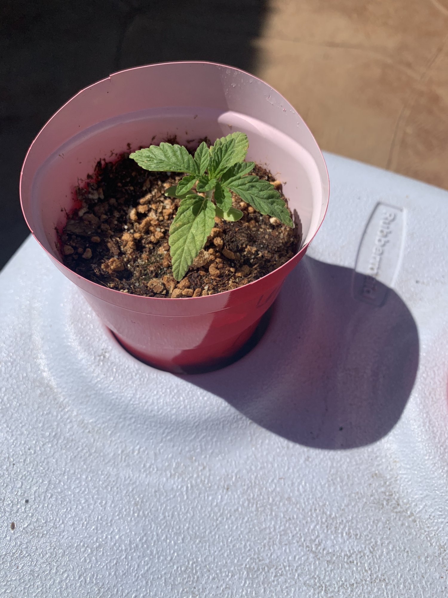 Update first time grower advice please 2