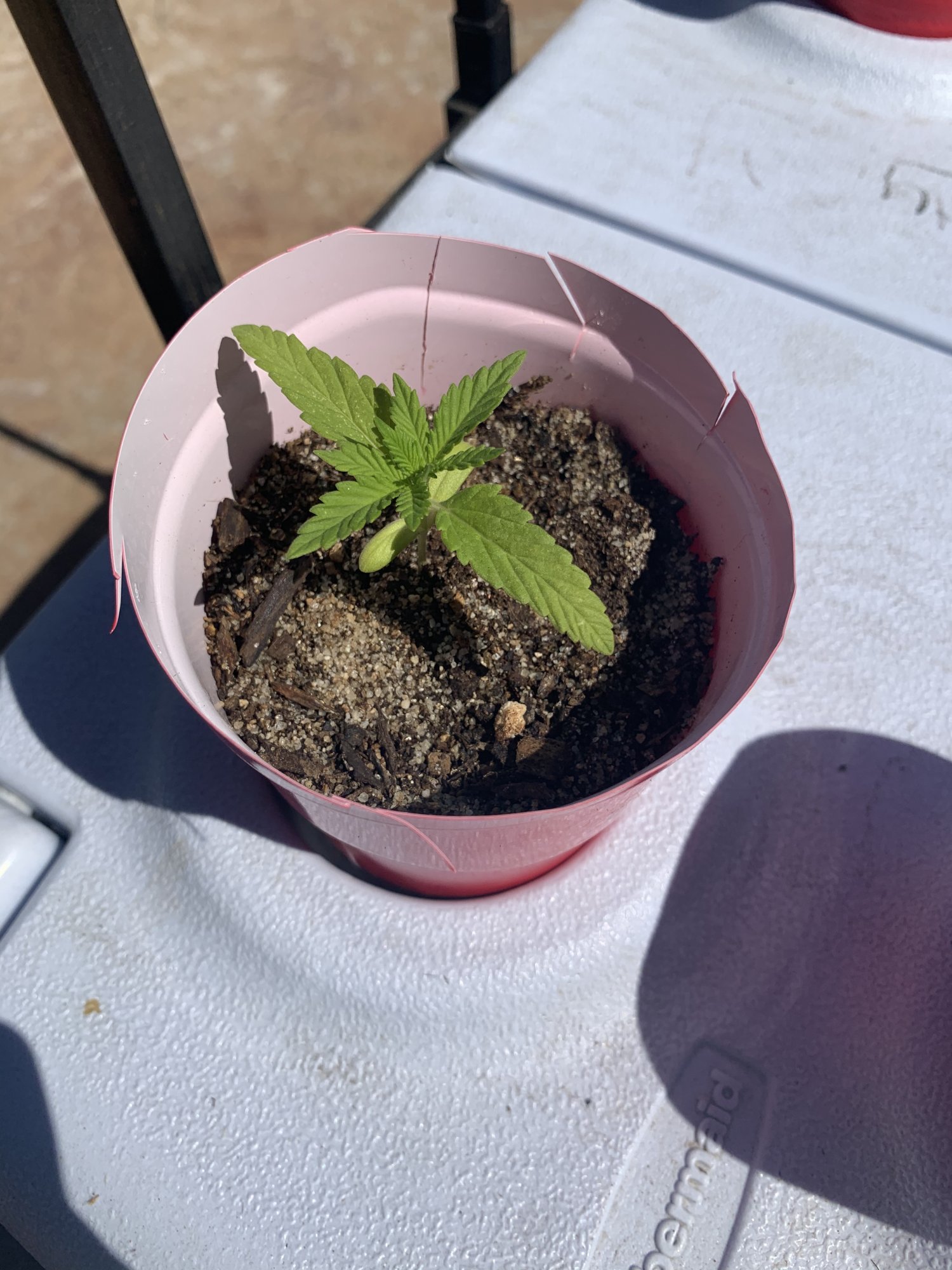Update first time grower advice please