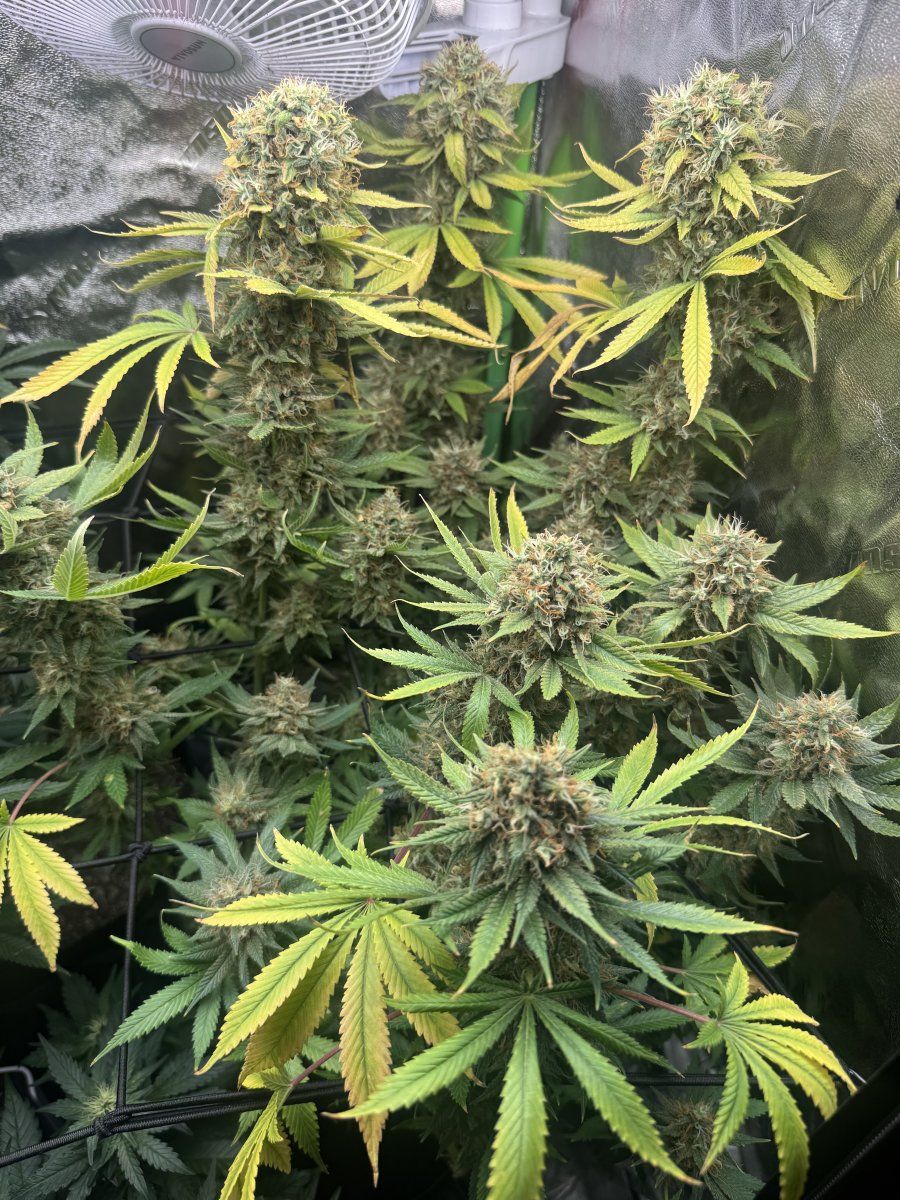 Update on gsce harvest date 3