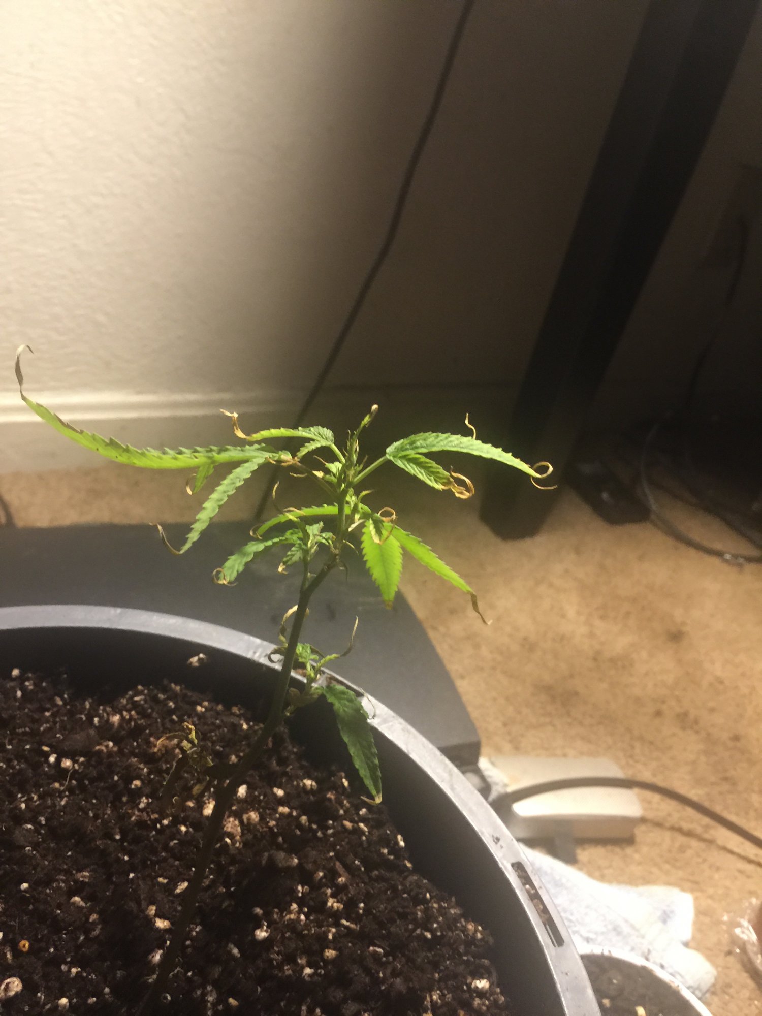 Update on my clones that i still need help with 2