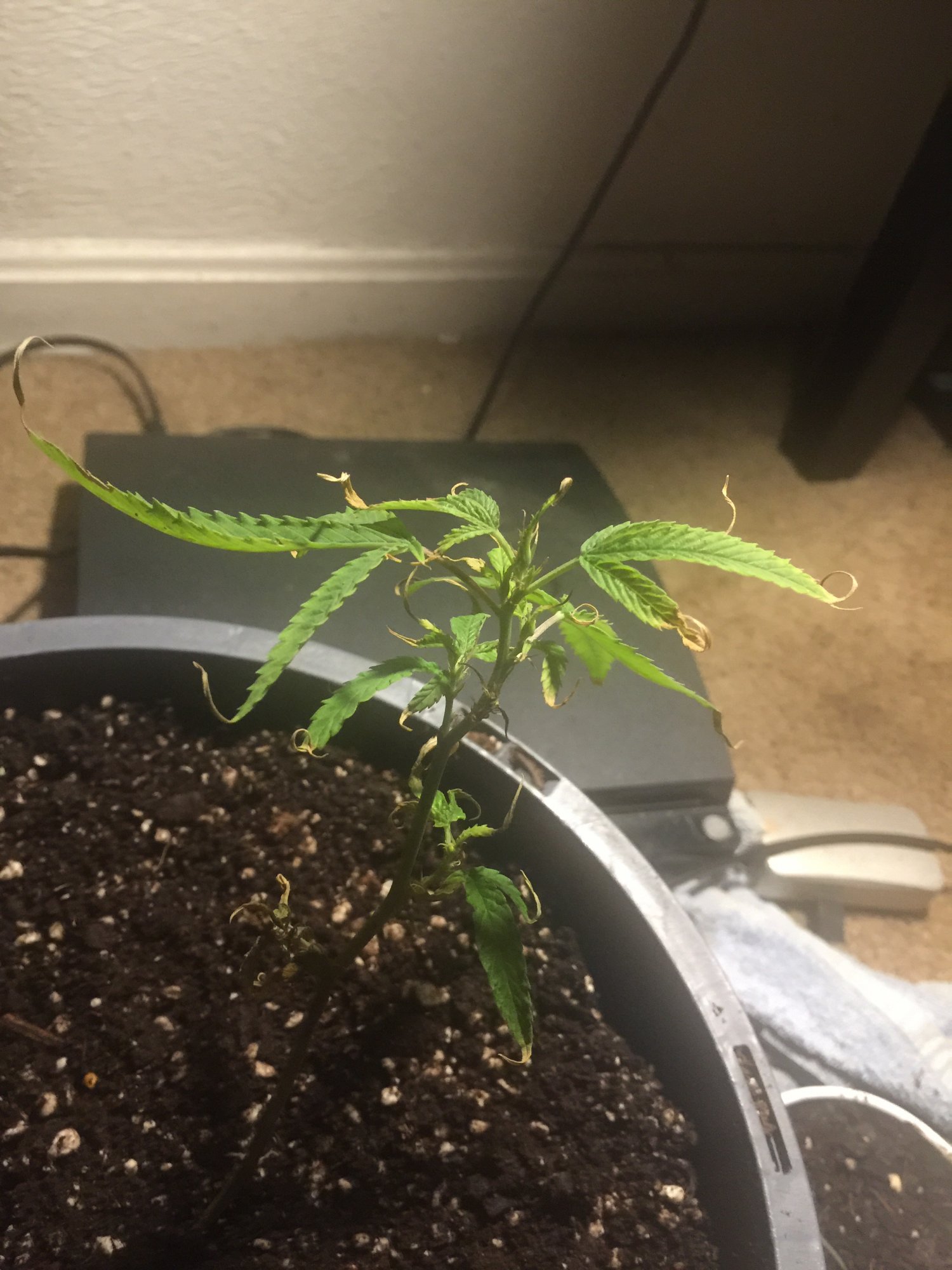 Update on my clones that i still need help with 3