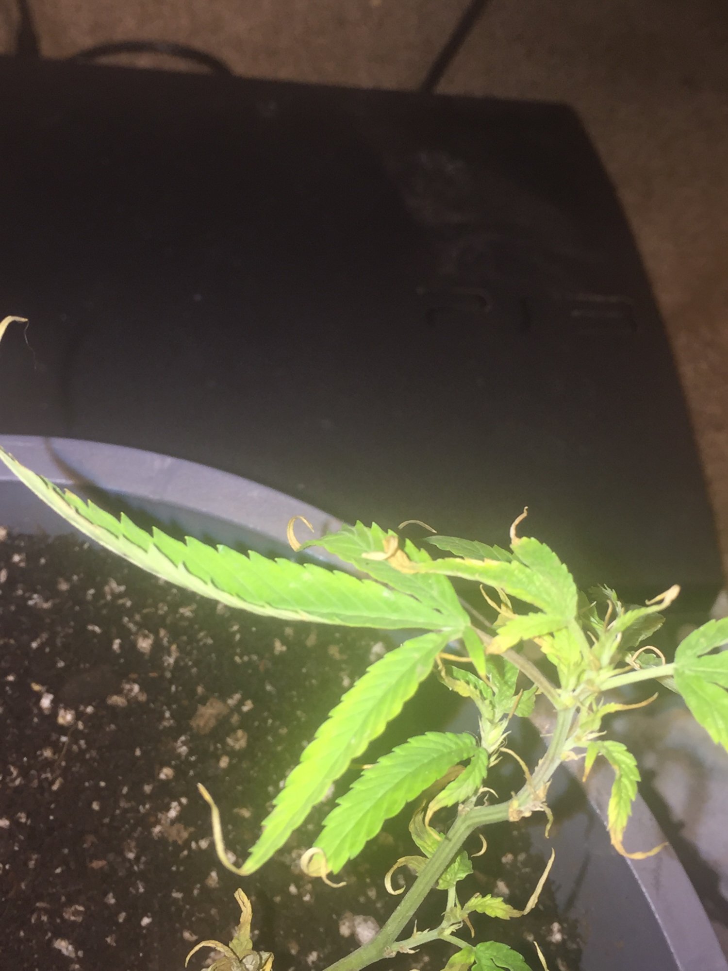 Update on my clones that i still need help with 4