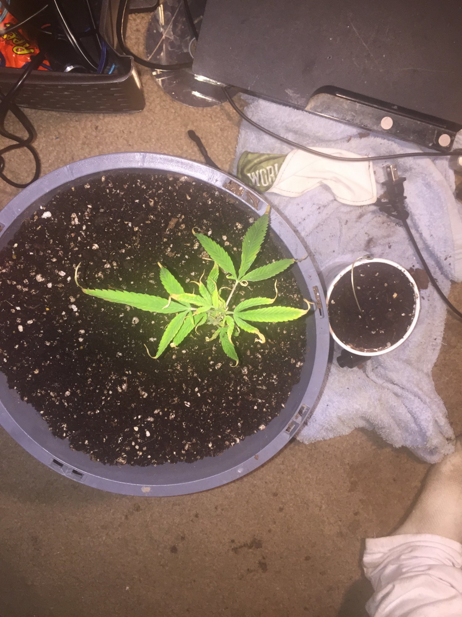 Update on my clones that i still need help with