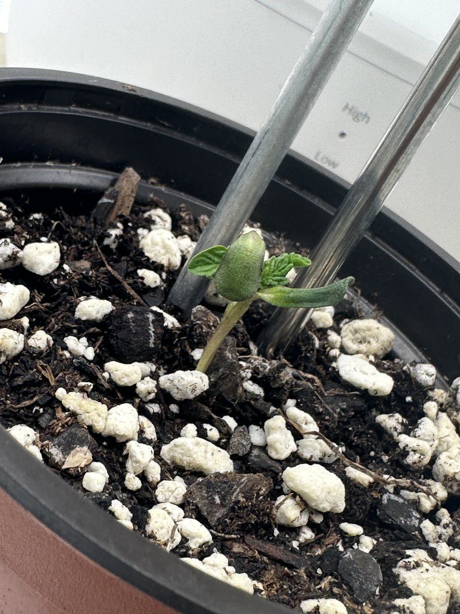 Update on my mutant seedling 2