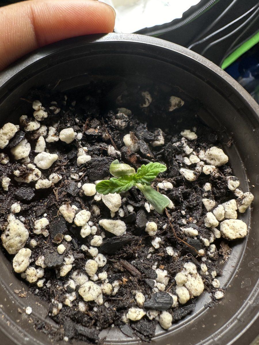 Update on my mutant seedling 3