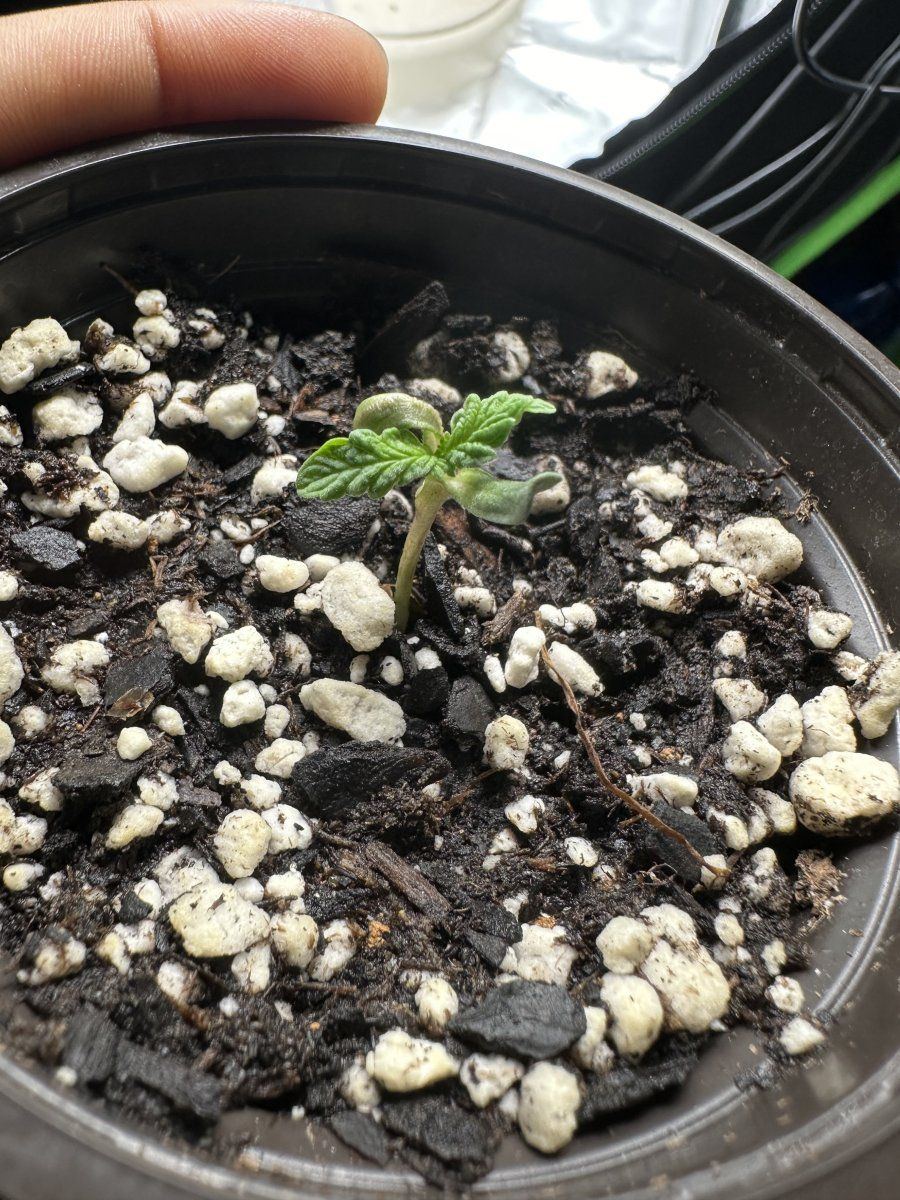 Update on my mutant seedling 4