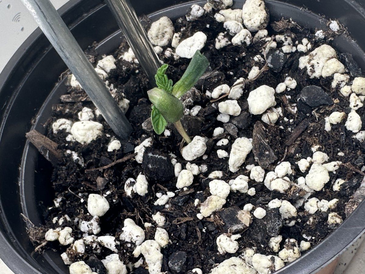 Update on my mutant seedling