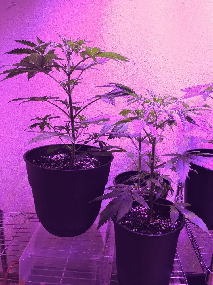 Update on organic led grow 2