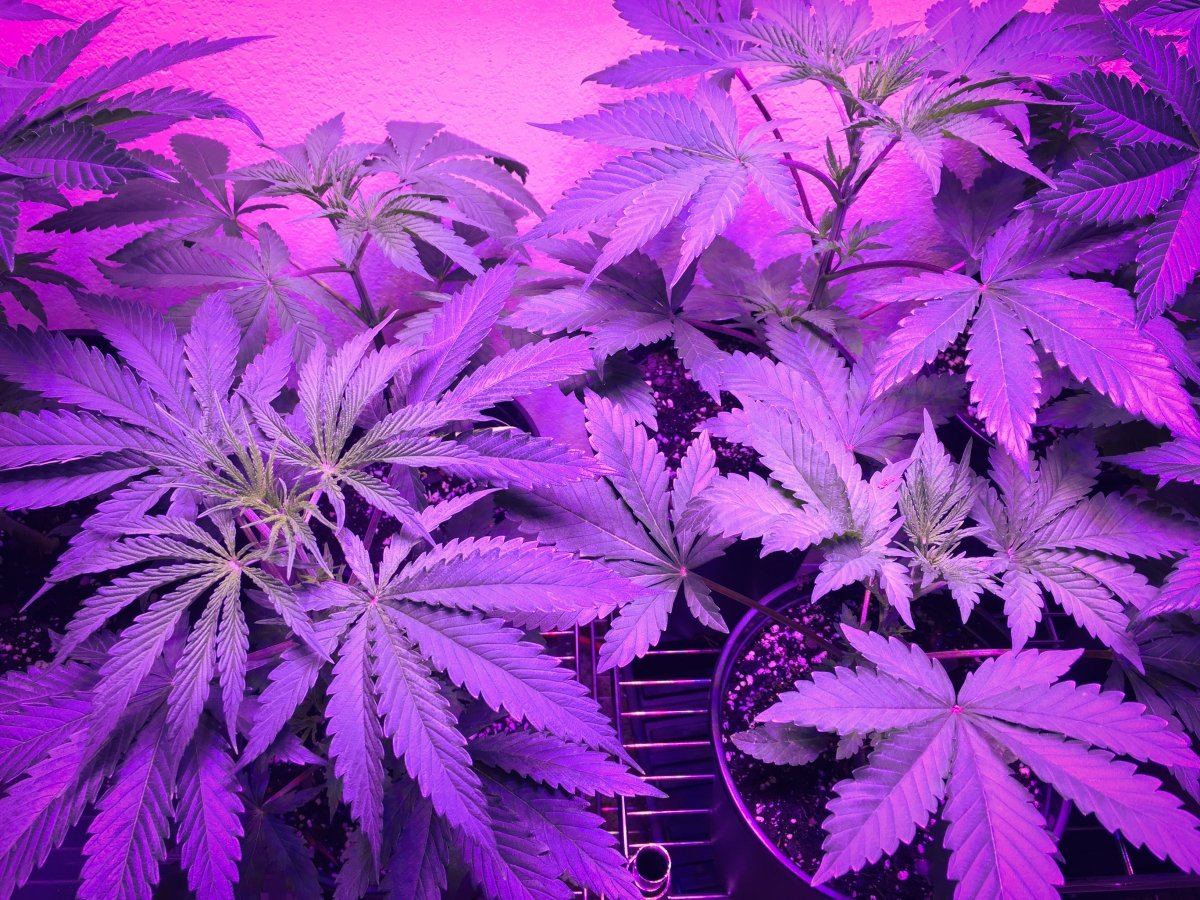 Update on organic led grow