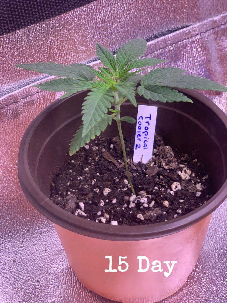 Update on plants and i need help 3