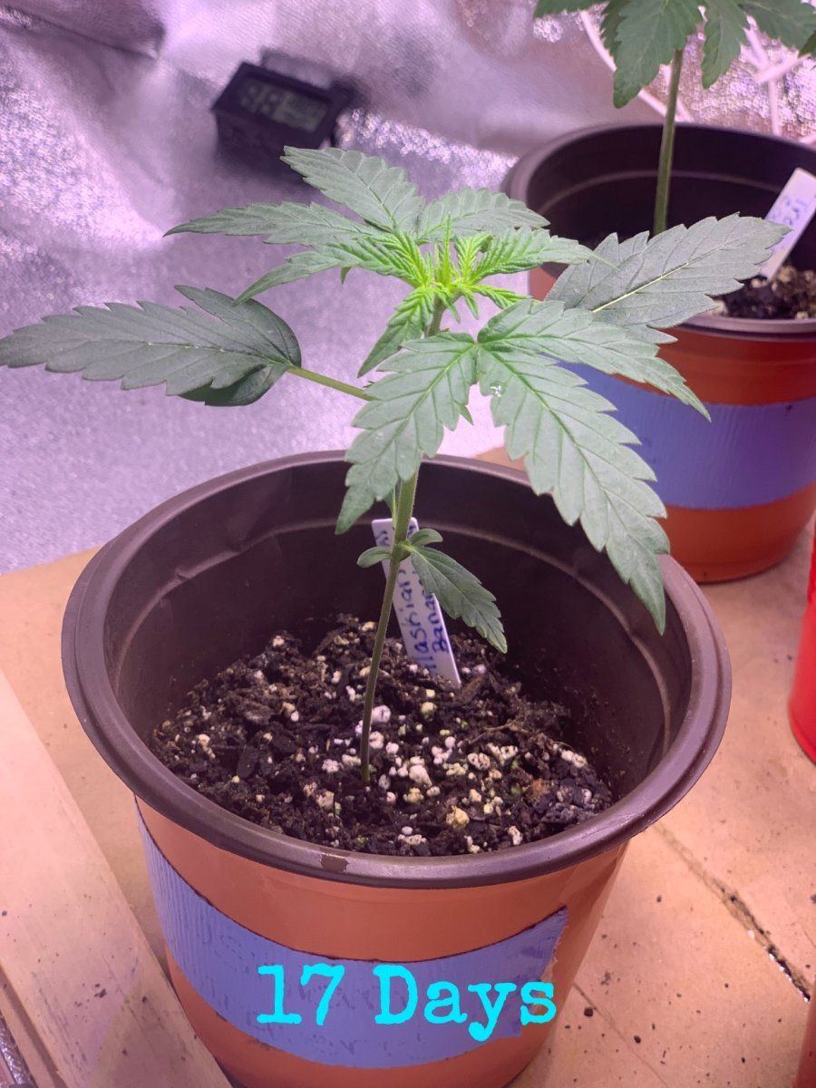 Update on plants and i need help 4