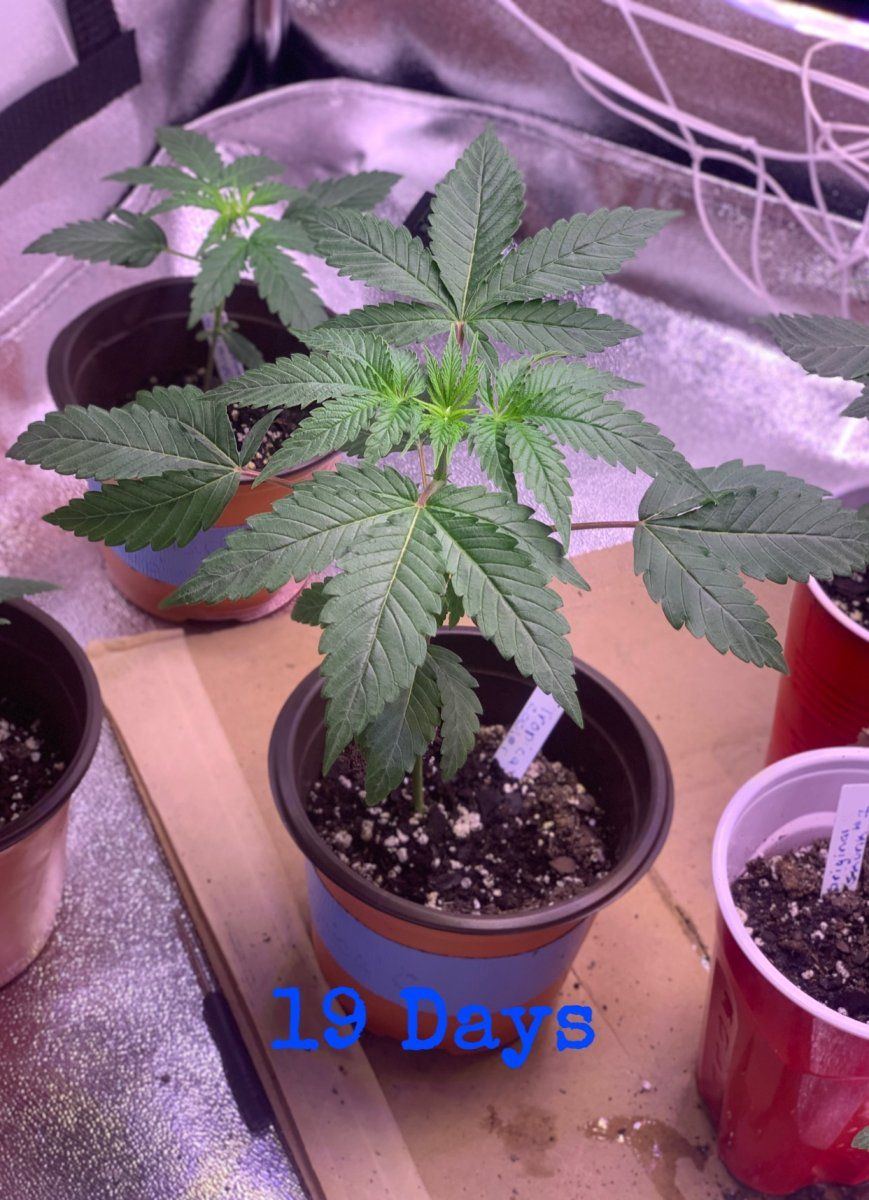 Update on plants and i need help 5