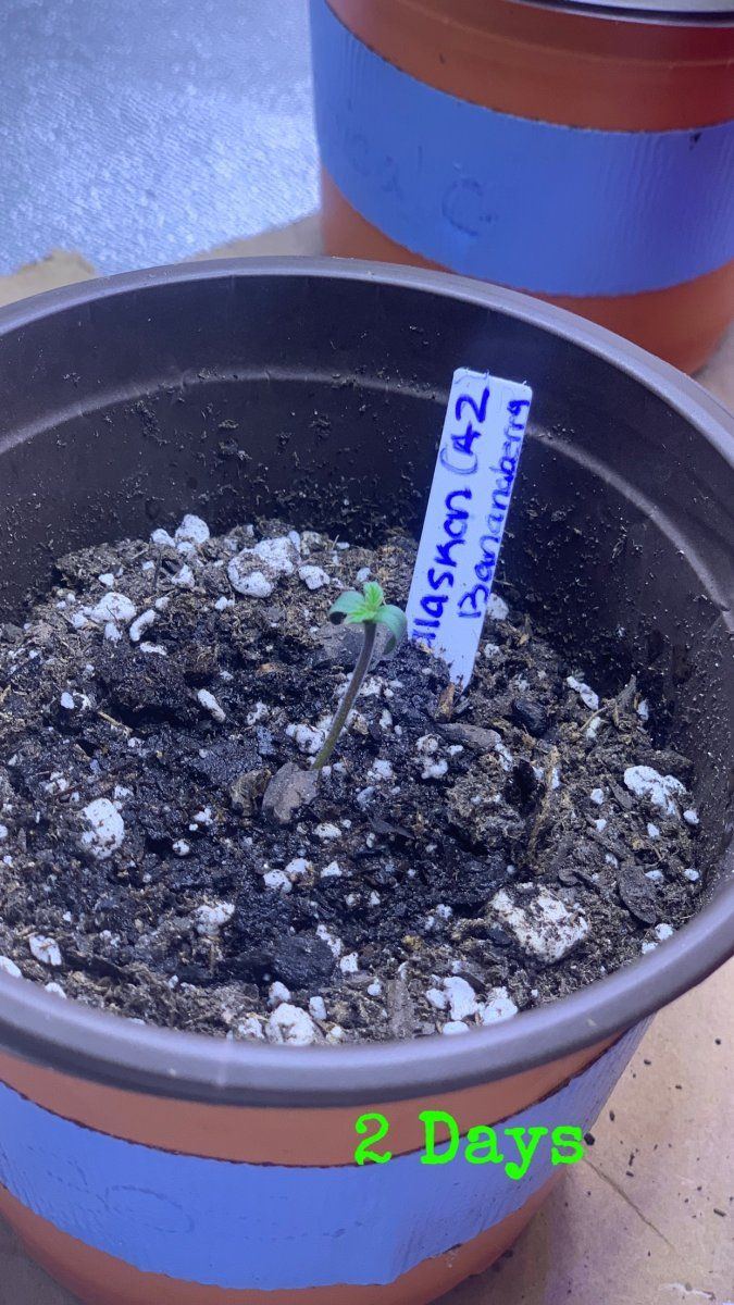 Update on plants and i need help 6