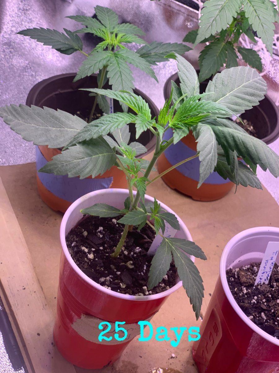 Update on plants and i need help 7