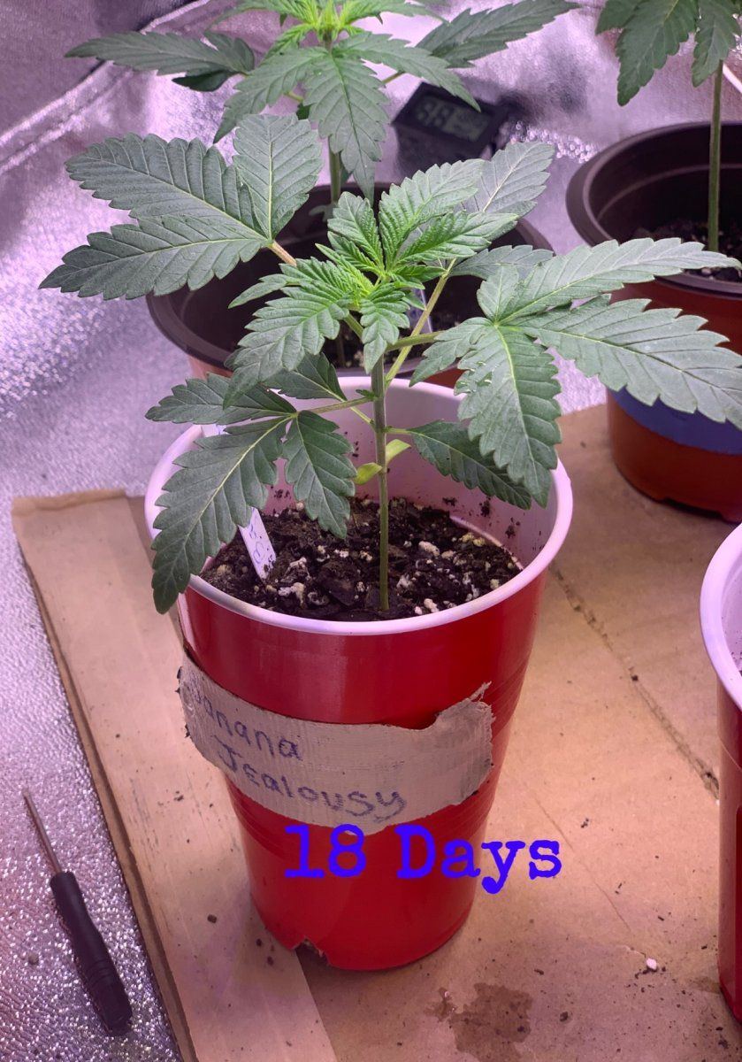 Update on plants and i need help 8