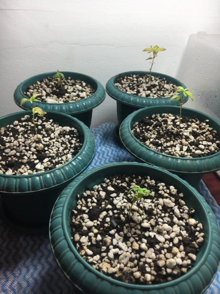 Update on stressed seedlings