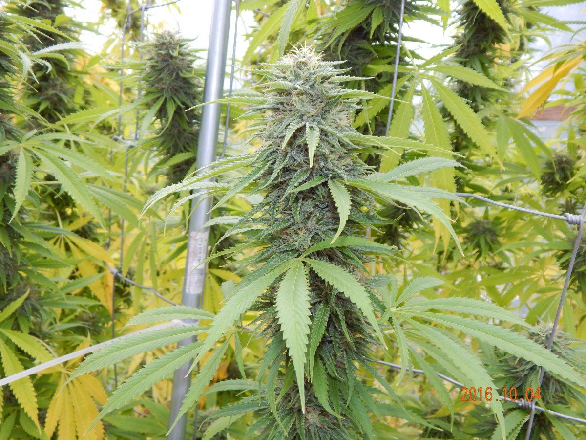 Update outdoor october 3rd 053