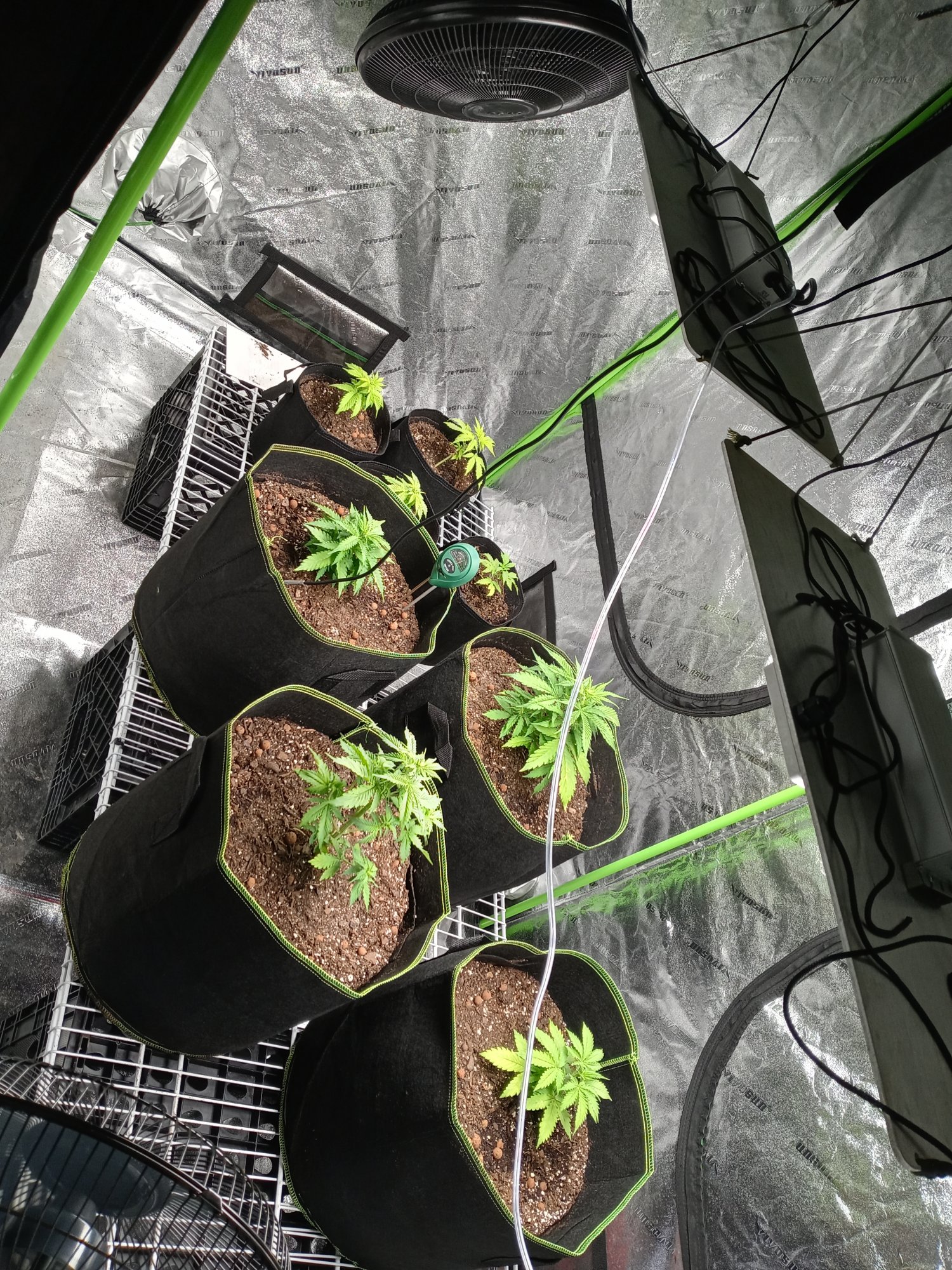 Update transplanted girls from over watered 3