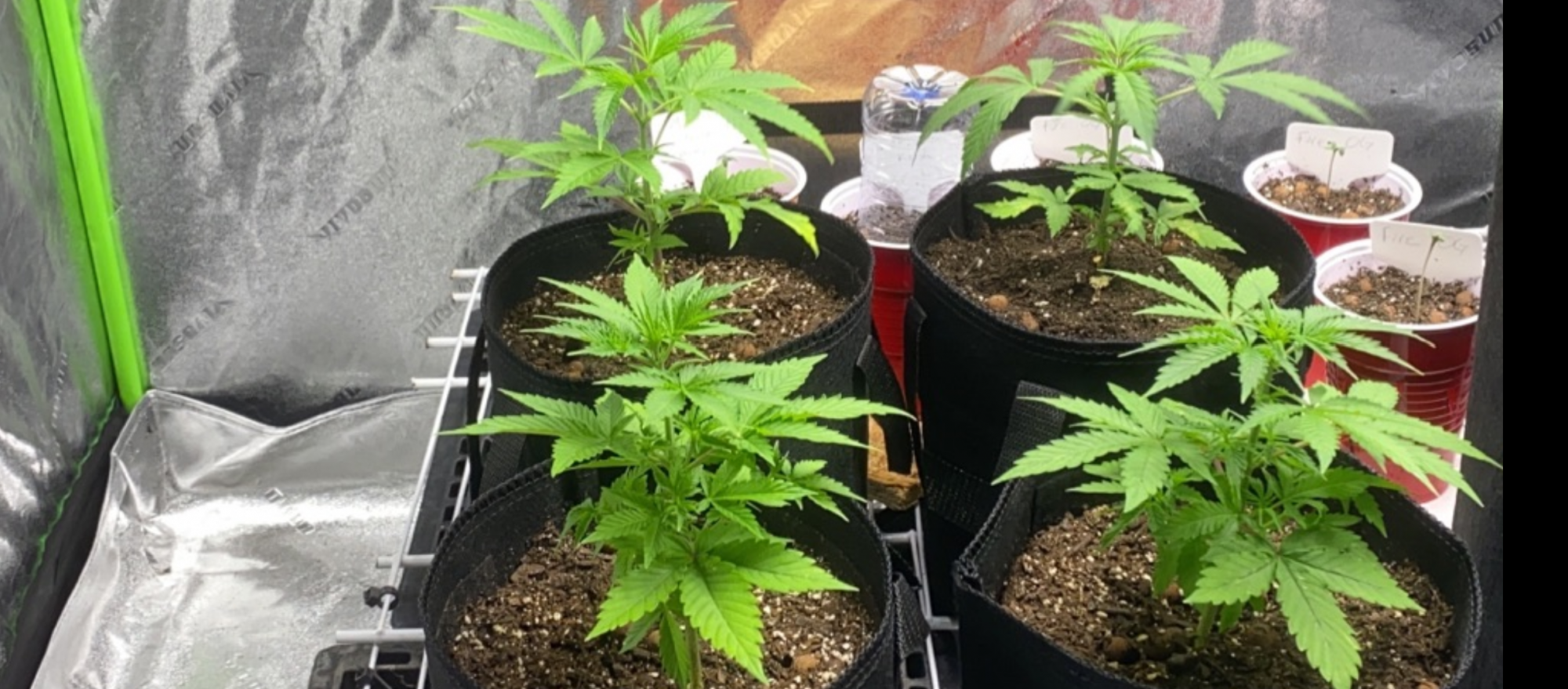 Update transplanted girls from over watered 4
