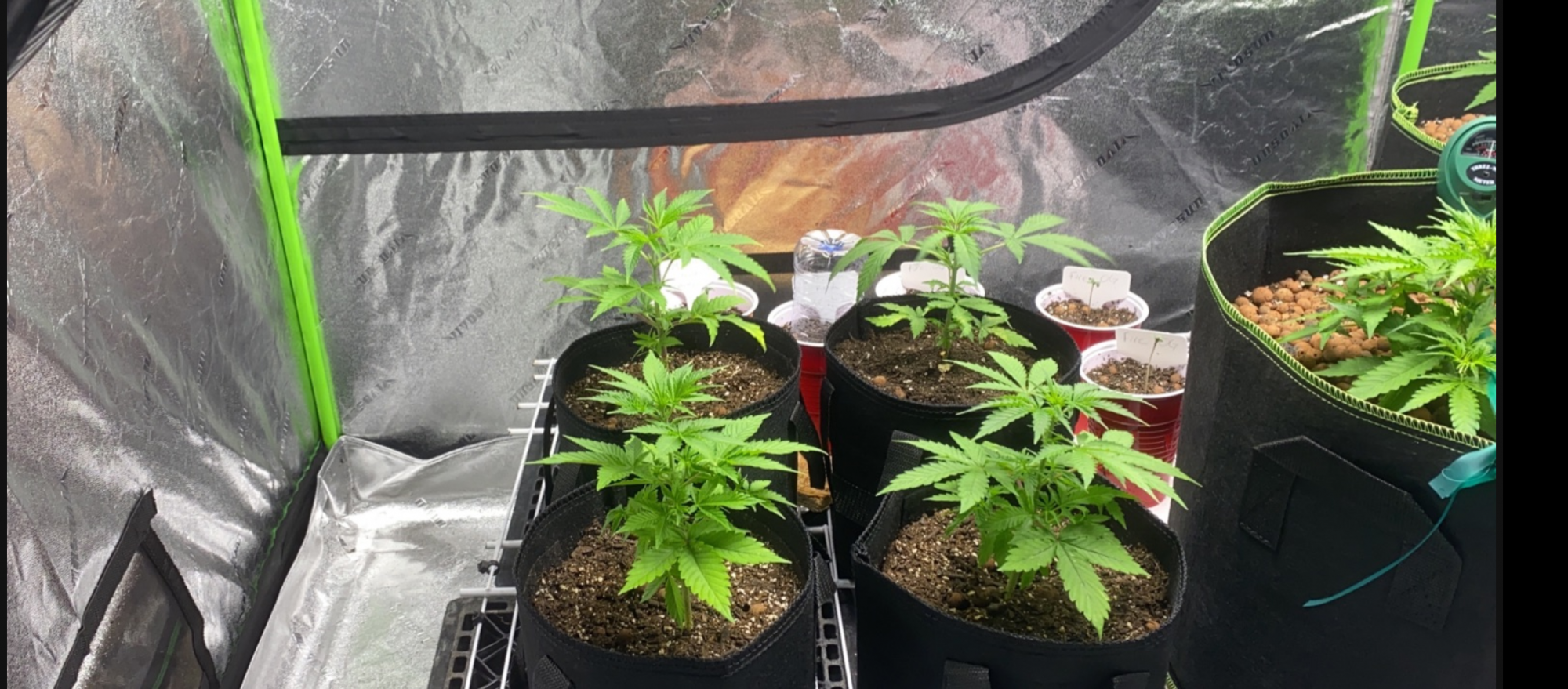 Update transplanted girls from over watered 5