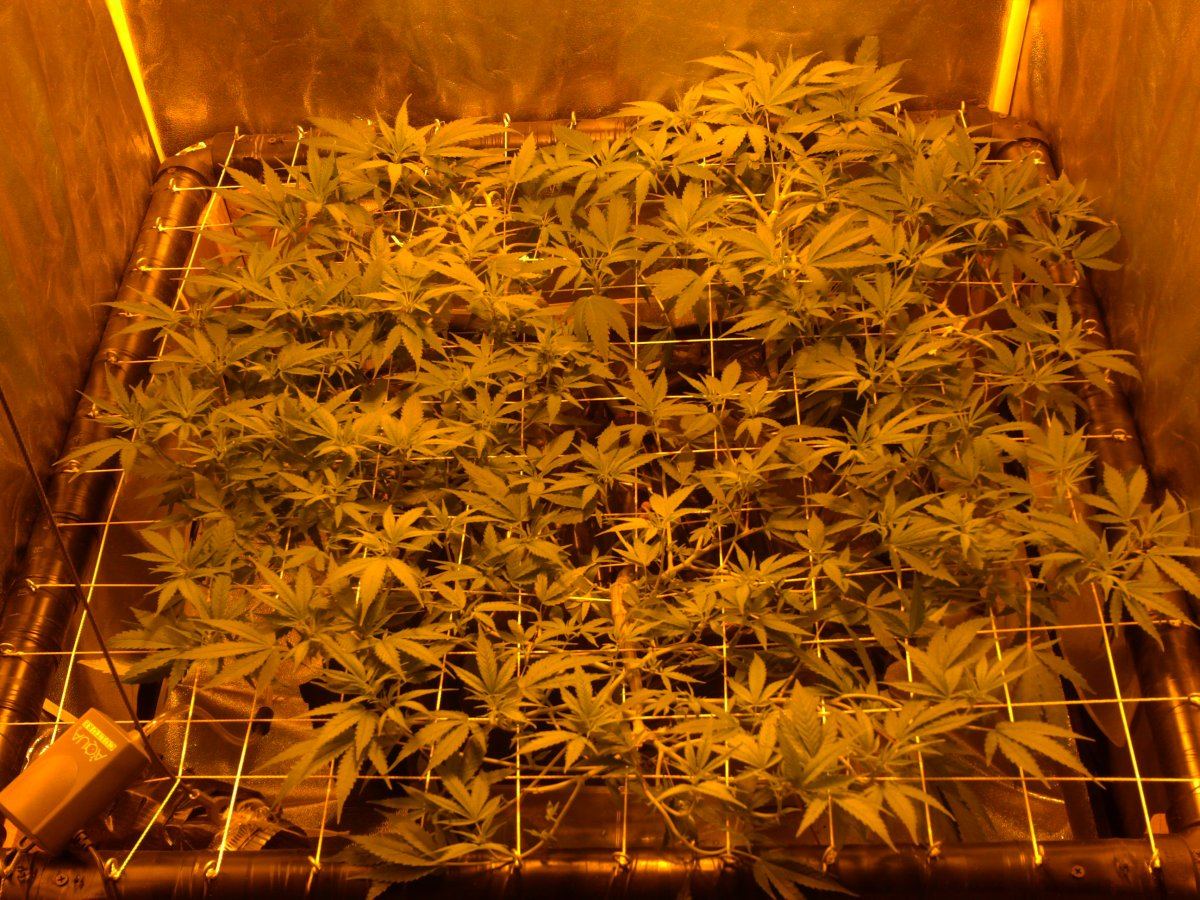 Updated scrog budding stage day 3 012