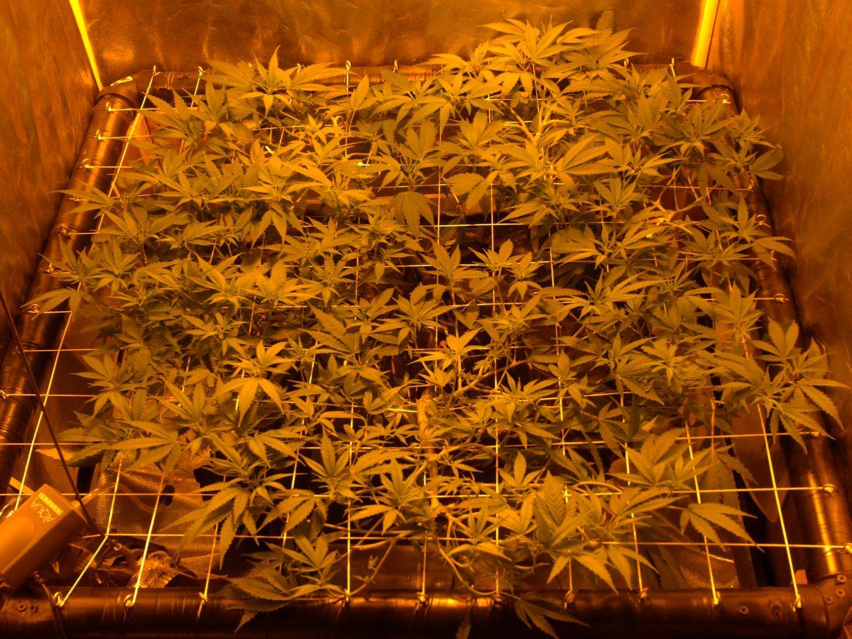 Updated scrog budding stage day 3 013