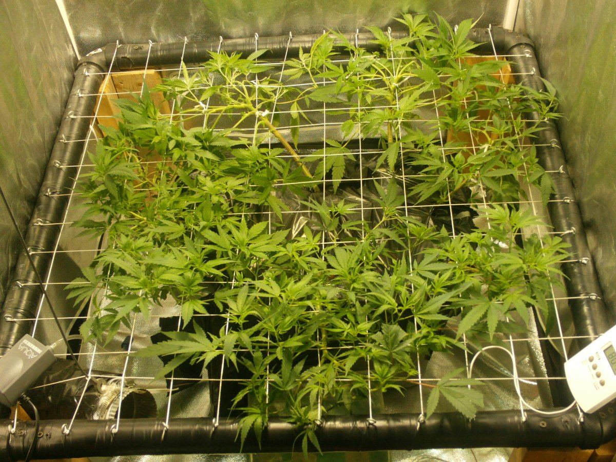 Updated scrog from 8 10 11 001