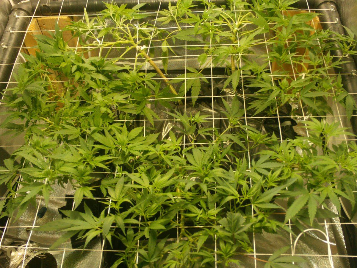 Updated scrog from 8 10 11 003