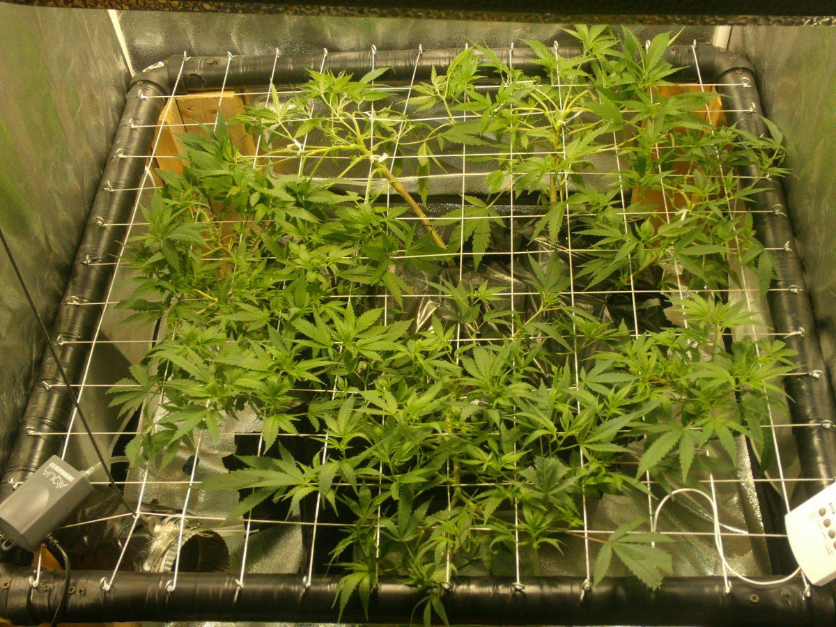 Updated scrog from 8 10 11 004