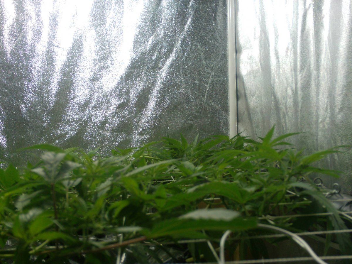 Updated scrog from 8 10 11 005