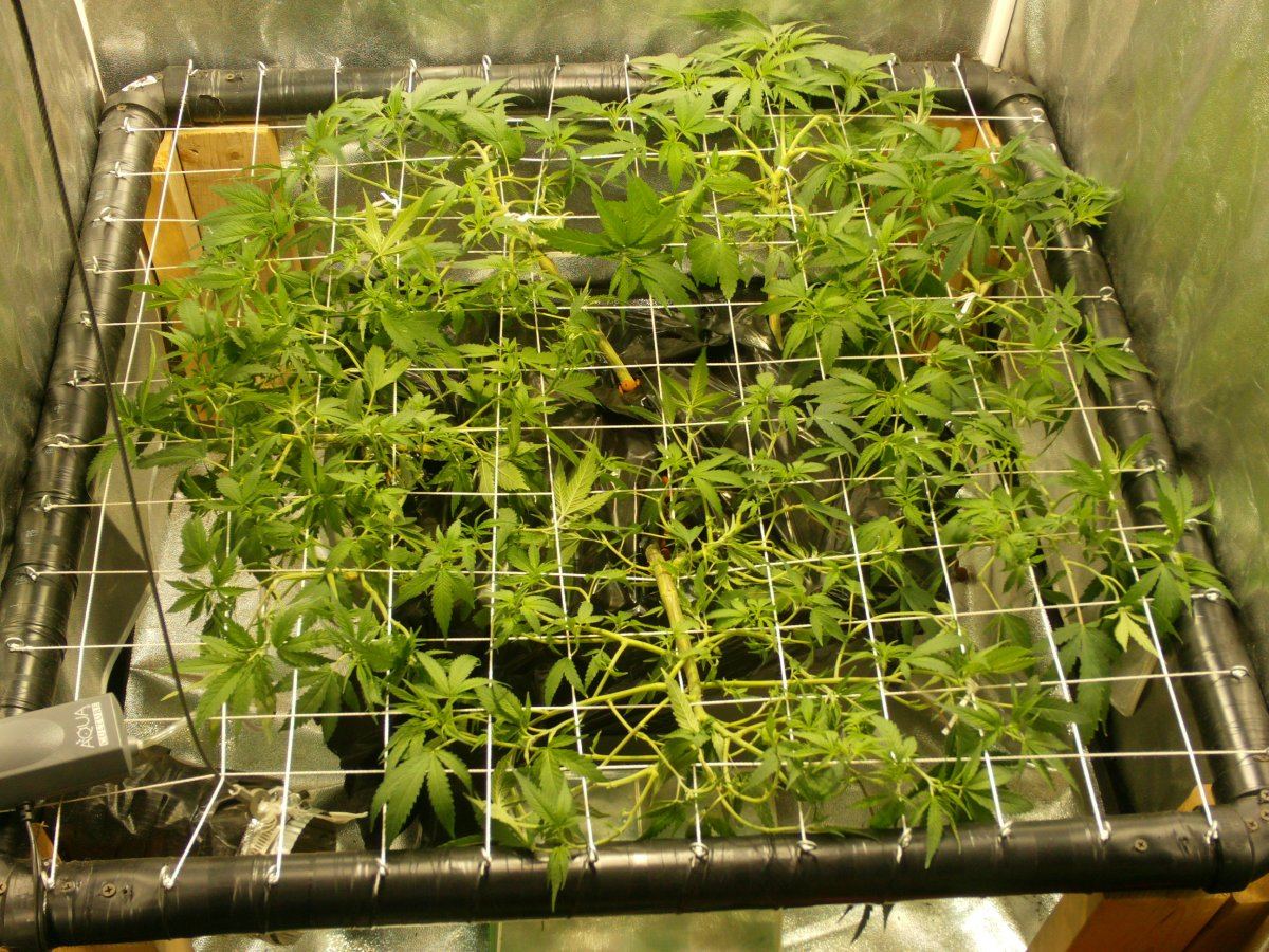 Updated scrog last day of veg and when lights when out for 36hs 035