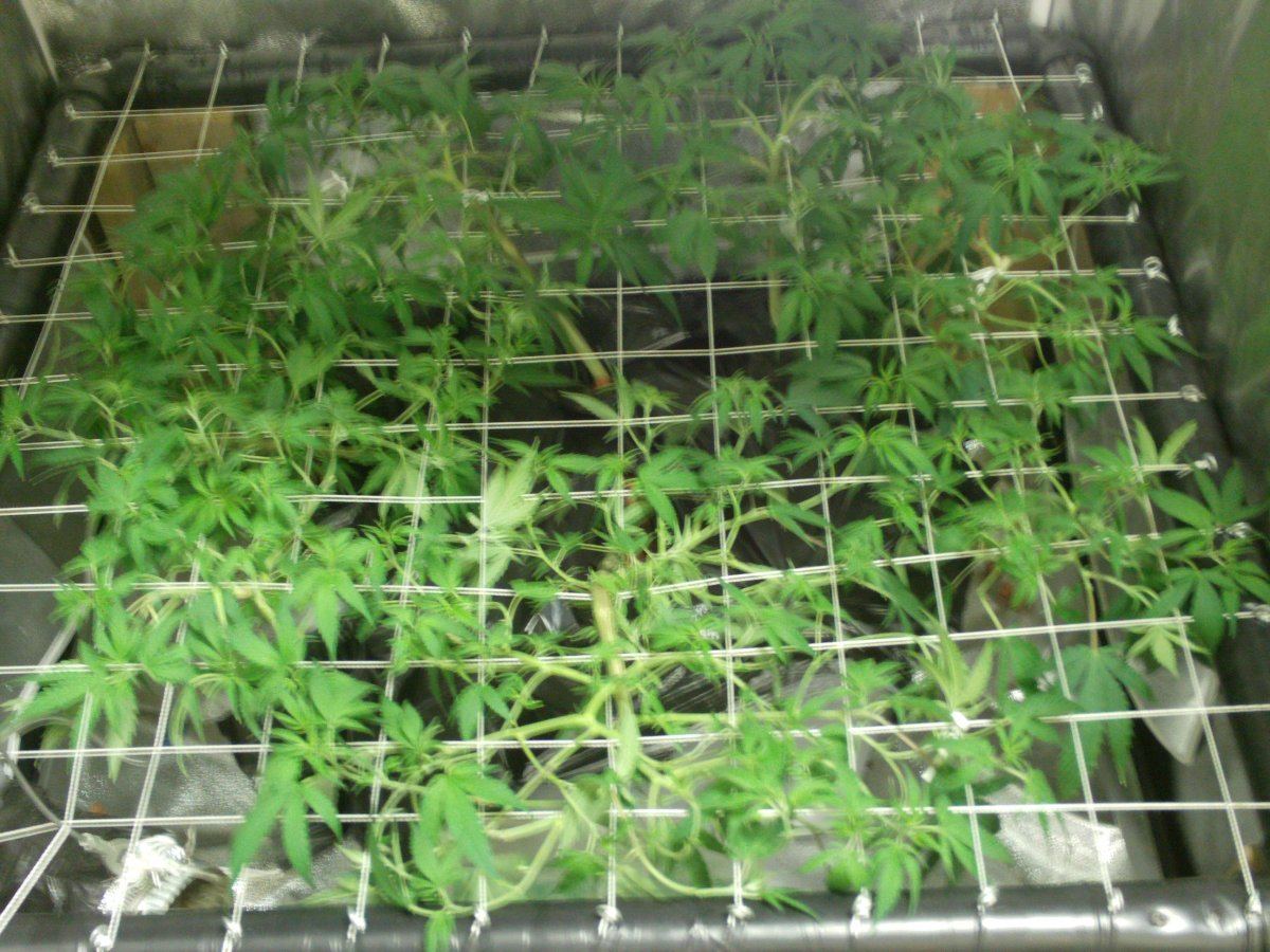 Updated scrog last day of veg and when lights when out for 36hs 046