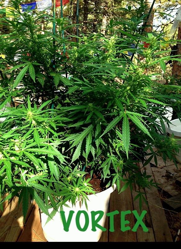 Updates on colorado mountain grow 2
